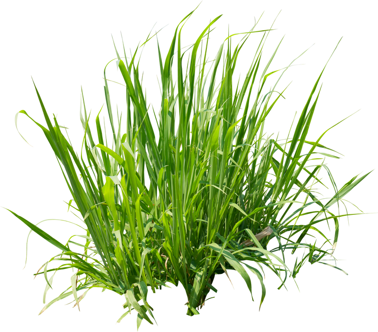 Grass Leaves Cutout